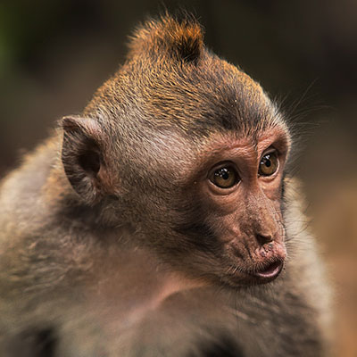 Fotografia Monkey Forest, Bali