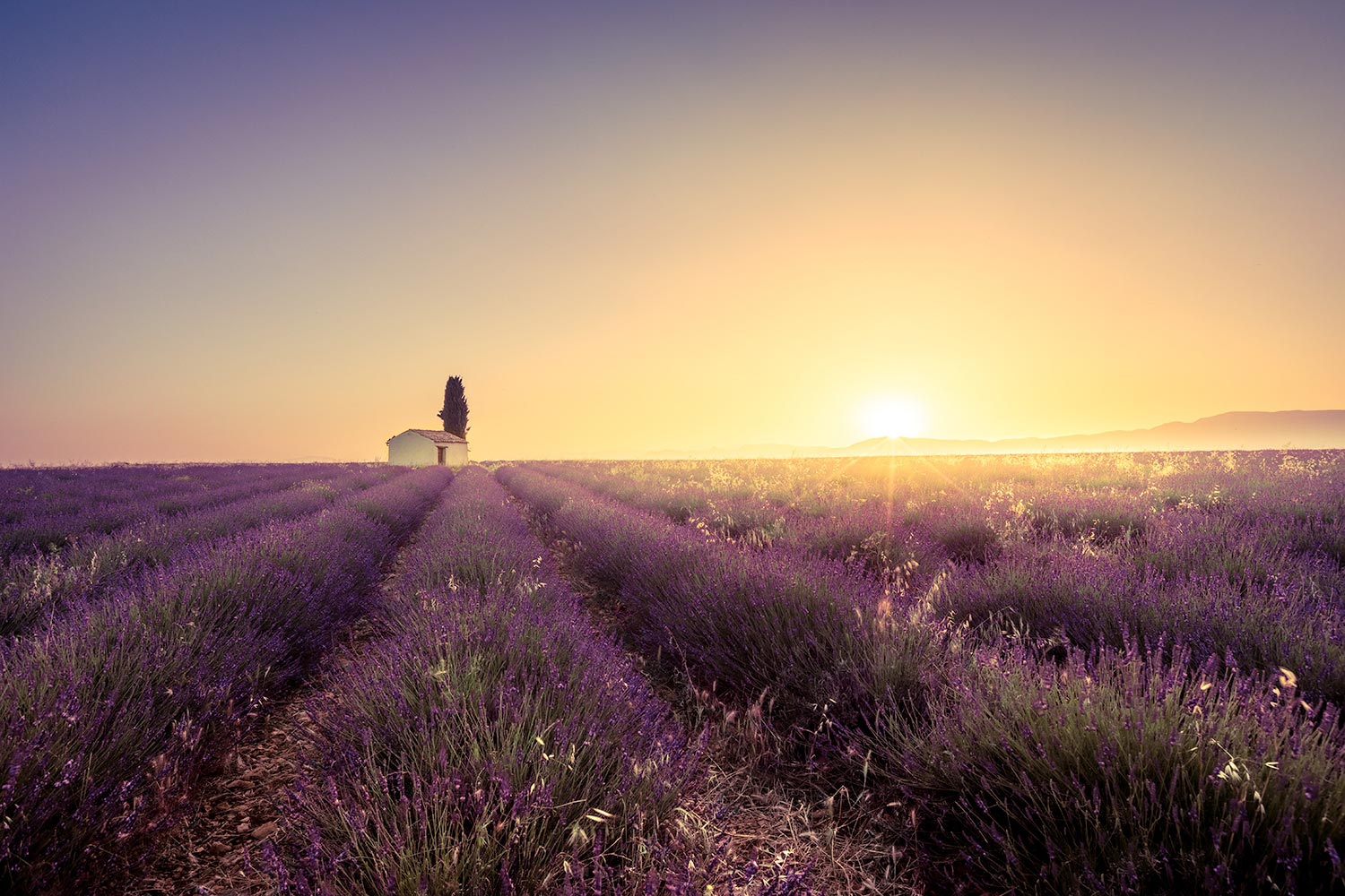 Photography lavender field in bloom at sunrise