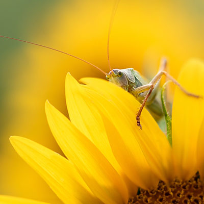 Photography Grasshopper in sunflowers