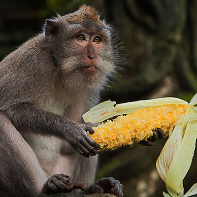 Photography Monkey in Bali