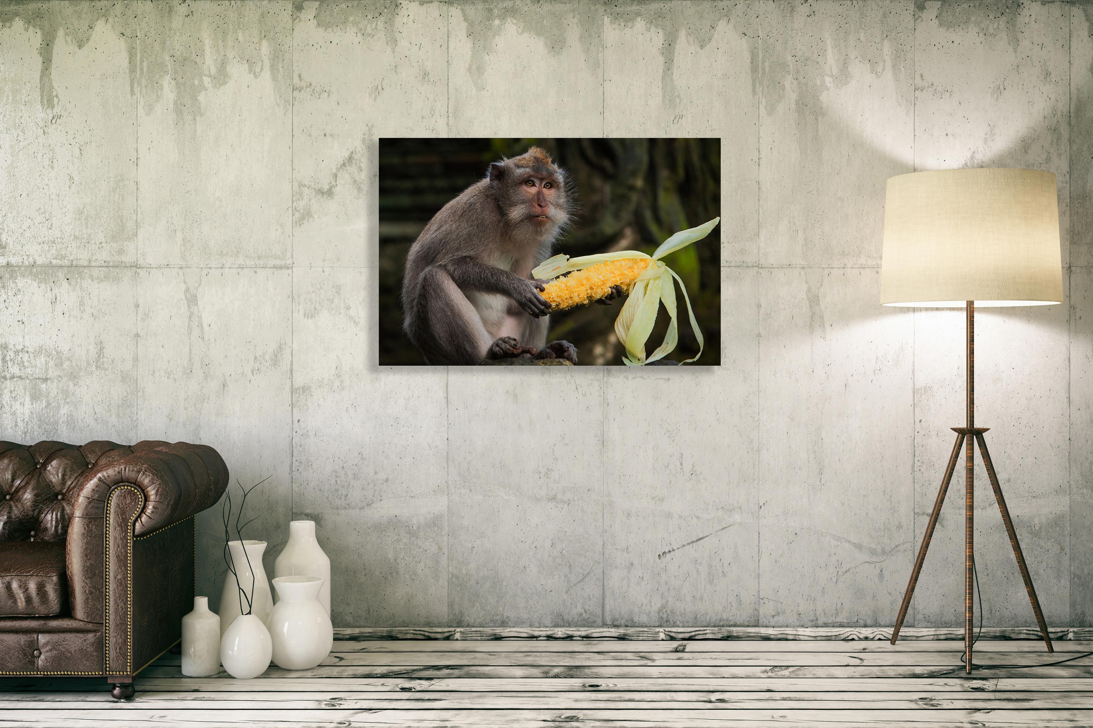 Photography Monkey in Bali