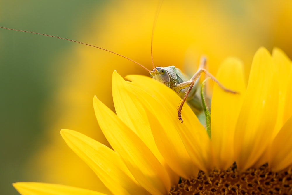 Photography Grasshopper in sunflowers - Dibon : 30 x 20 cm