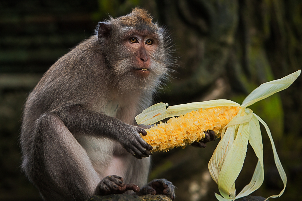 Photography Monkey in Bali - Dibon : 30 x 20 cm